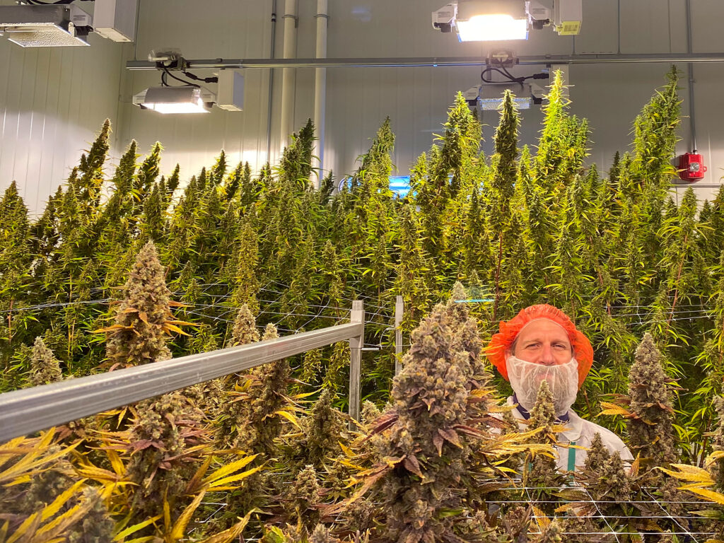 photo of Prime staff member being dwarfed by tall sativa plants