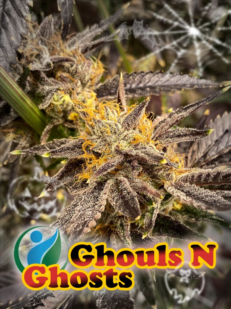 photo of Prime's Ghouls N Ghosts flower, pre-harvest, with Halloween images added