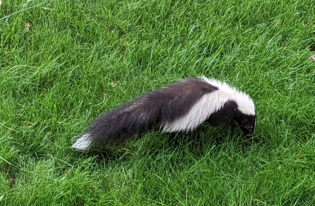 photo of actual New Hampshire skunk
