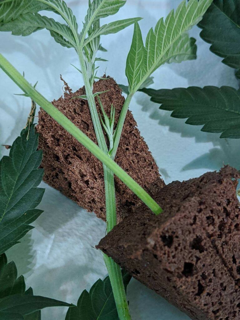 photo of seedling and propagation plug