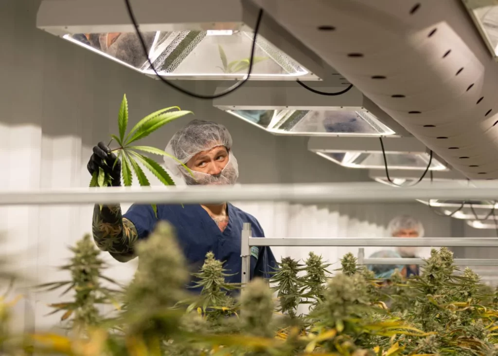 Sentinel newspaper photo of cultivation technician JC Krusen, who works at Prime's production facility